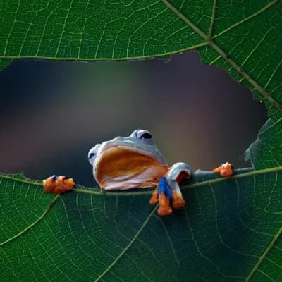 Biodiversity Protects Health by Reducing Disease Risks