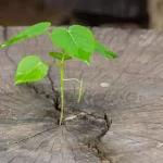 Old Growth Timber vs. New Growth