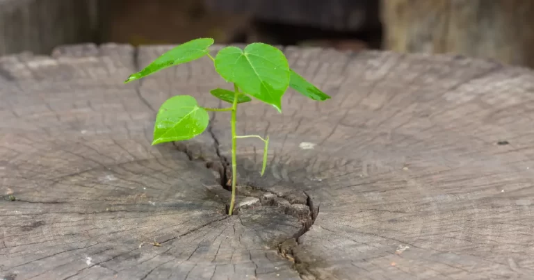 Old Growth Timber vs. New Growth