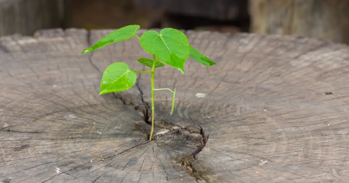 Old Growth Timber vs. New Growth