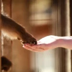 Animal Rights