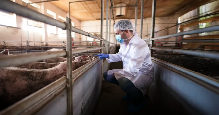 Meat and Food Inspection