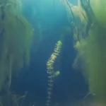 Harmful Algae Blooms