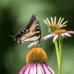 Butterflies as Bioindicators