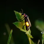 Firefly Conservation