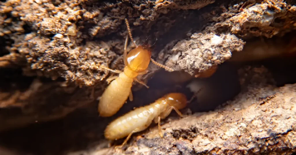 Termites and Soil Health