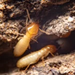 Termites and Soil Health