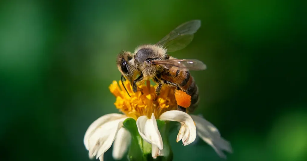 Bees and Pollination