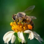 Bees and Pollination