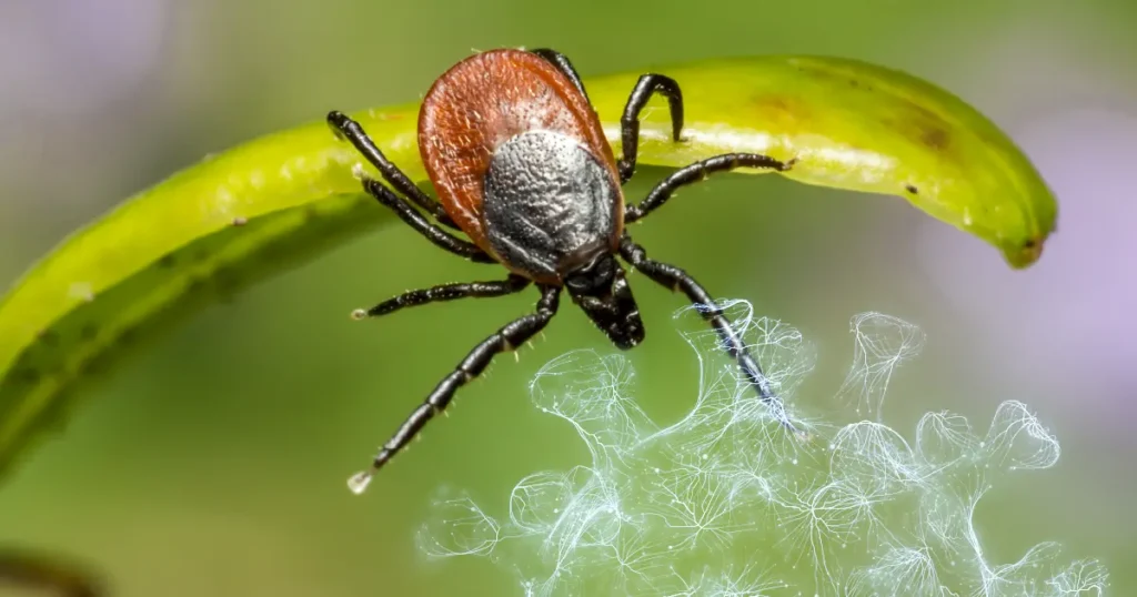 Crimean-Congo Hemorrhagic Fever in Greece