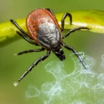 Crimean-Congo Hemorrhagic Fever in Greece