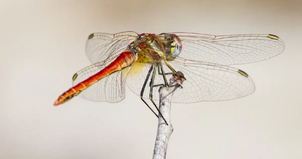 Dragonflies and Ecosystem Health
