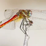 Dragonflies and Ecosystem Health