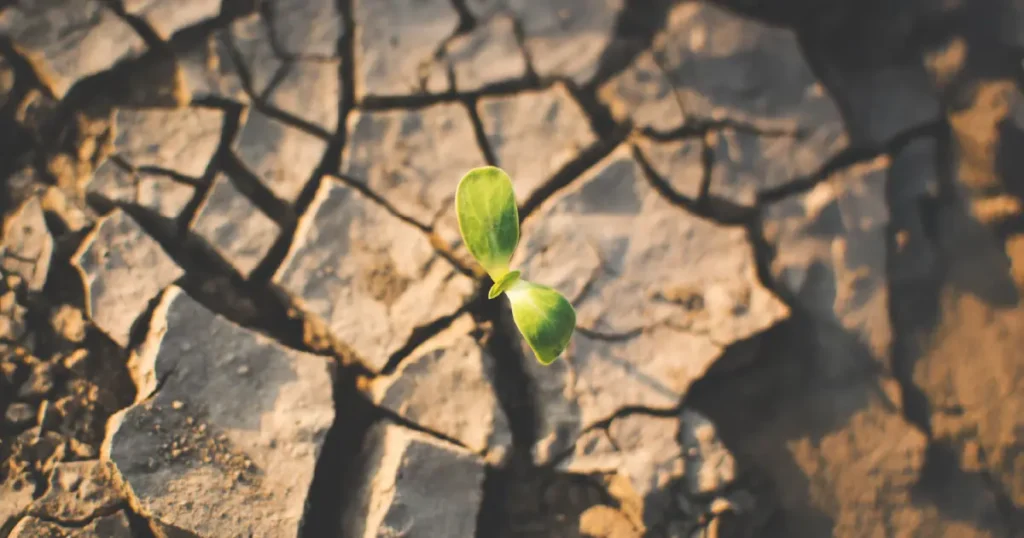 Combat Desertification and Drought