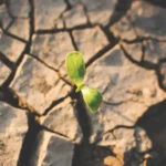 Combat Desertification and Drought