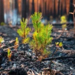 Wildfire resilience and recovery