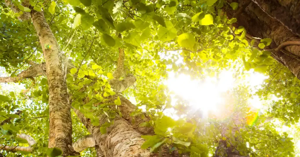 Common forest management methods