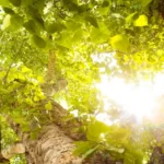 Common forest management methods