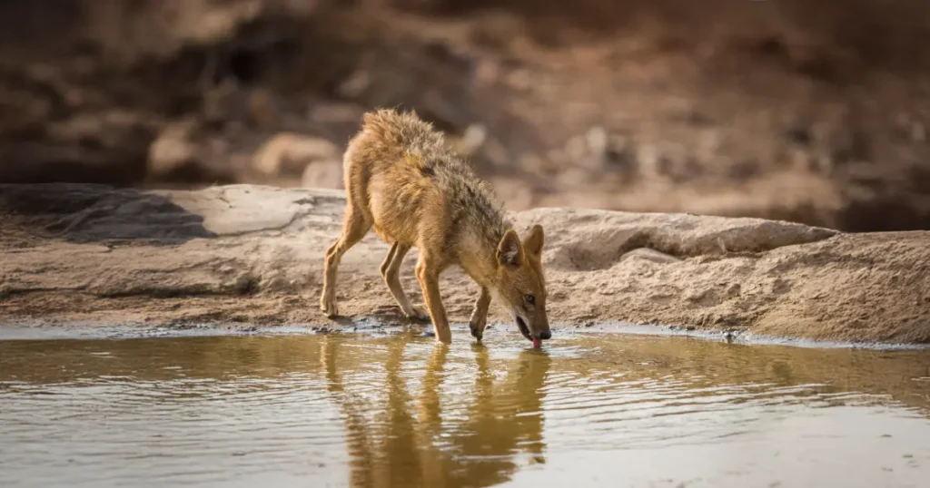 Animal Water Access Risks