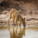 Animal Water Access Risks