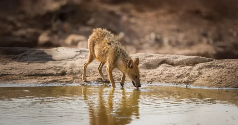 Animal Water Access Risks
