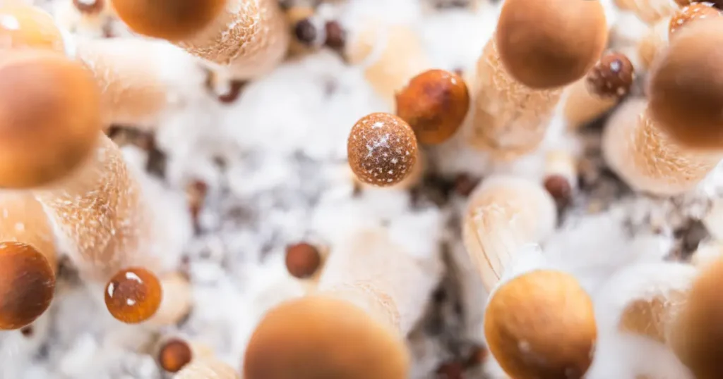 Plastic-Consuming Fungi