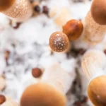 Plastic-Consuming Fungi