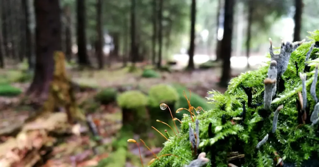 Sustainable Forest Practices