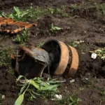 Soil Pollution Food Chain