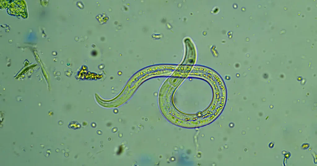 Intestinal Parasites