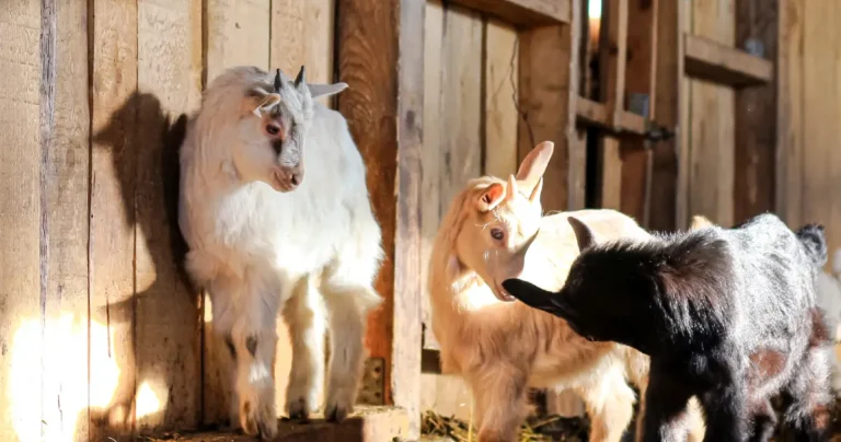Zoonotic Disease Threats