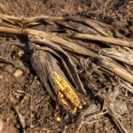 Climate Change and Malnutrition