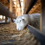 Animal Welfare Myths
