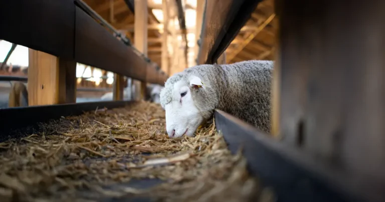 Animal Welfare Myths