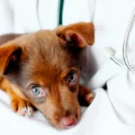 Animal Welfare and Pet Care