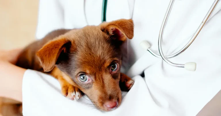 Animal Welfare and Pet Care