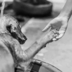 Animal Welfare and Public Health