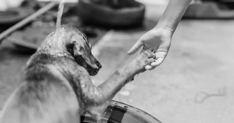 Animal Welfare and Public Health