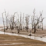 Habitat Loss and Animal Suffering