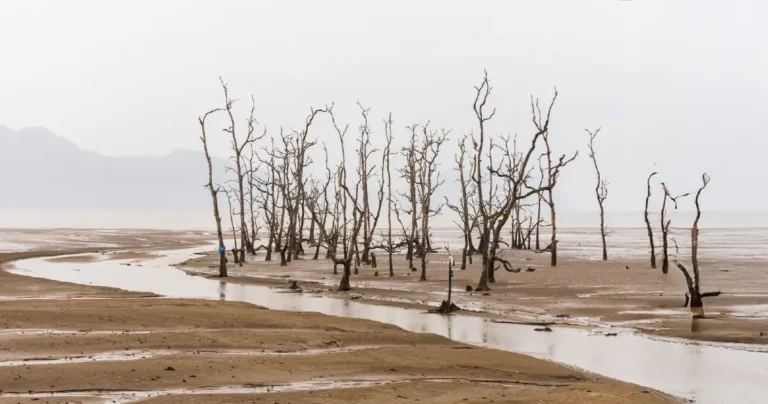 Habitat Loss and Animal Suffering