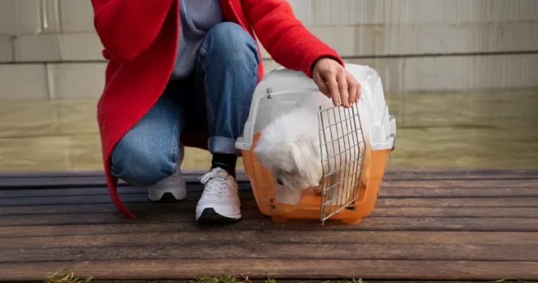 Caring for Shelter Animals