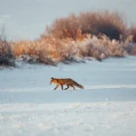 Epidemic Readiness Systems