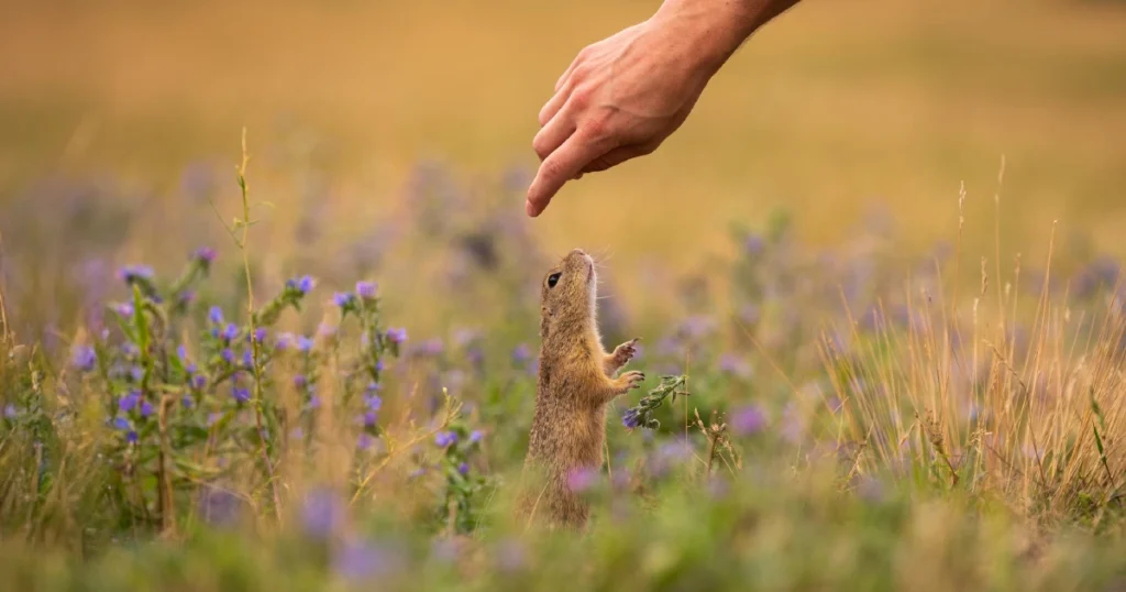 Wildlife Conservation & Global Health