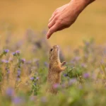 Wildlife Conservation & Global Health