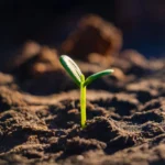 Healthy Soils, Healthy Planet