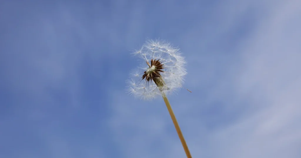 Environmental Sustainability