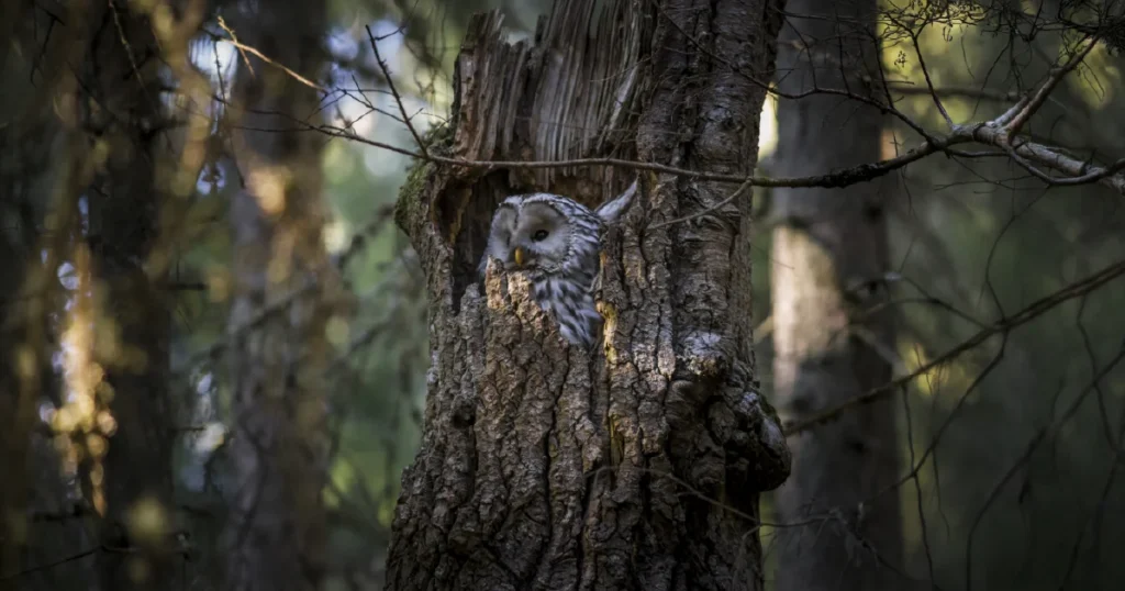 Wildlife and Planetary Health