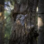 Wildlife and Planetary Health