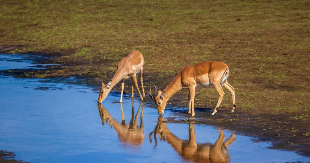 Life Before Human Impact