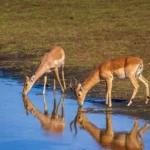 Life Before Human Impact